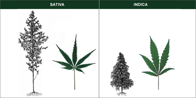 whats the difference between indica and sativa