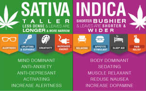 Whats the Difference Between Indica and Sativa Strains