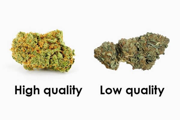 What Is The Difference Between Good Weed Vs Bad Weed? — Claybourne Co.  Cannabis