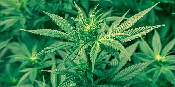 Marijuana growing