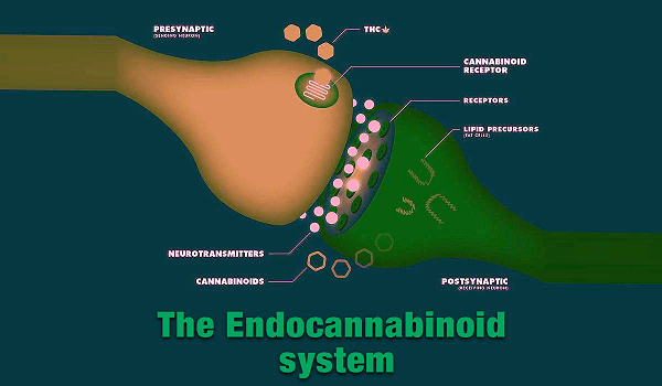 The Endocannabinoid system