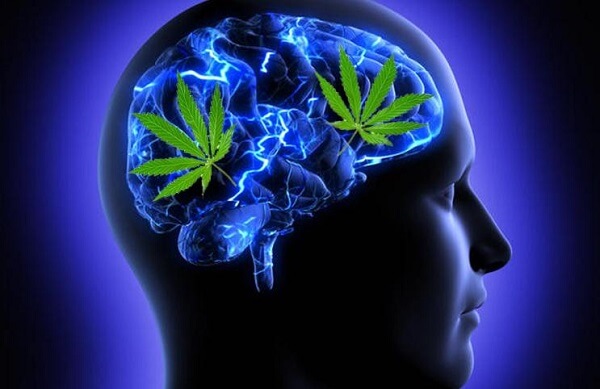 Brains and marijuana myths
