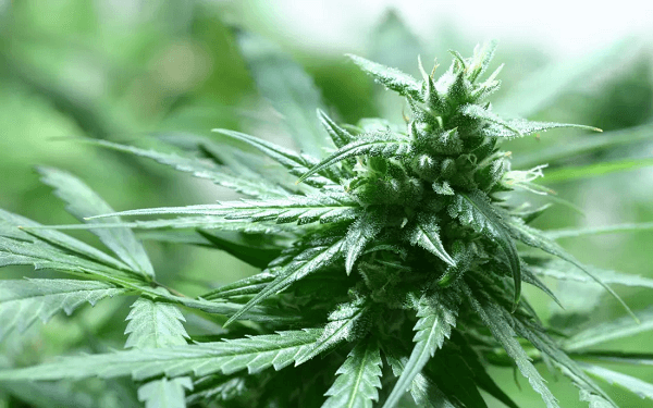 Marijuana strain with no munchies effect
