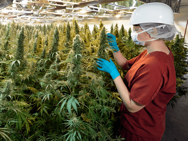 Growing marijuana