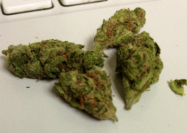 Blue Cheese marijuana strain