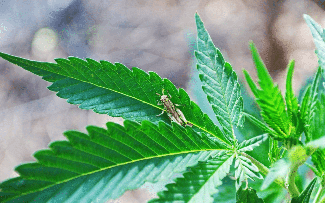 Pests on cannabis