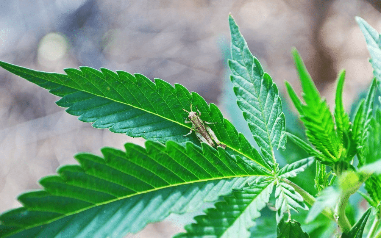 Common Cannabis Pests and How to Deal With Them - Cannabismo