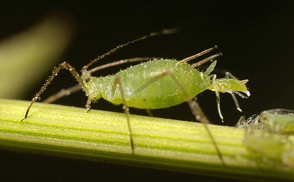 Aphids on marijuana