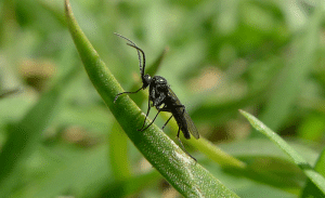 Fungus gnats are an example of cannabis pests