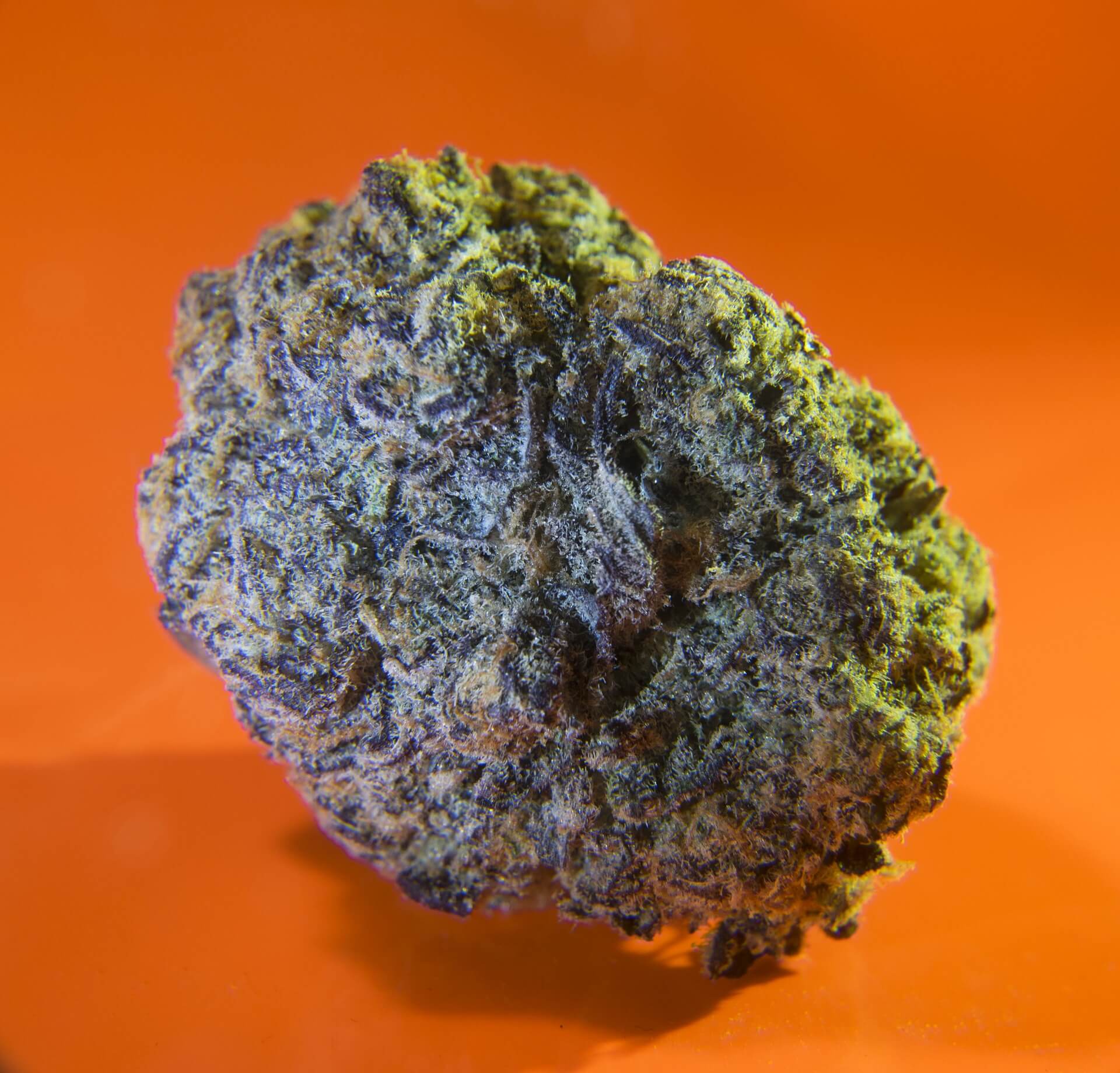 caviar weed strain