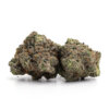 Purple Garlic 5