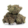 Purple Garlic 6