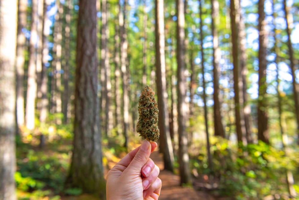 hiking with cannabis
