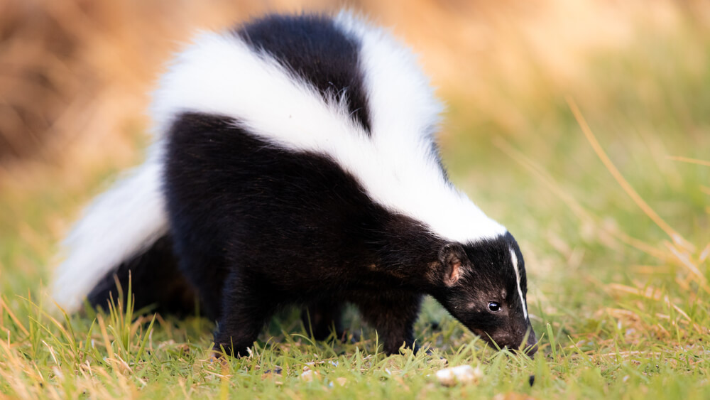 skunk weed