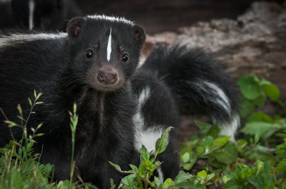 skunky weed