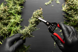 trimming weed