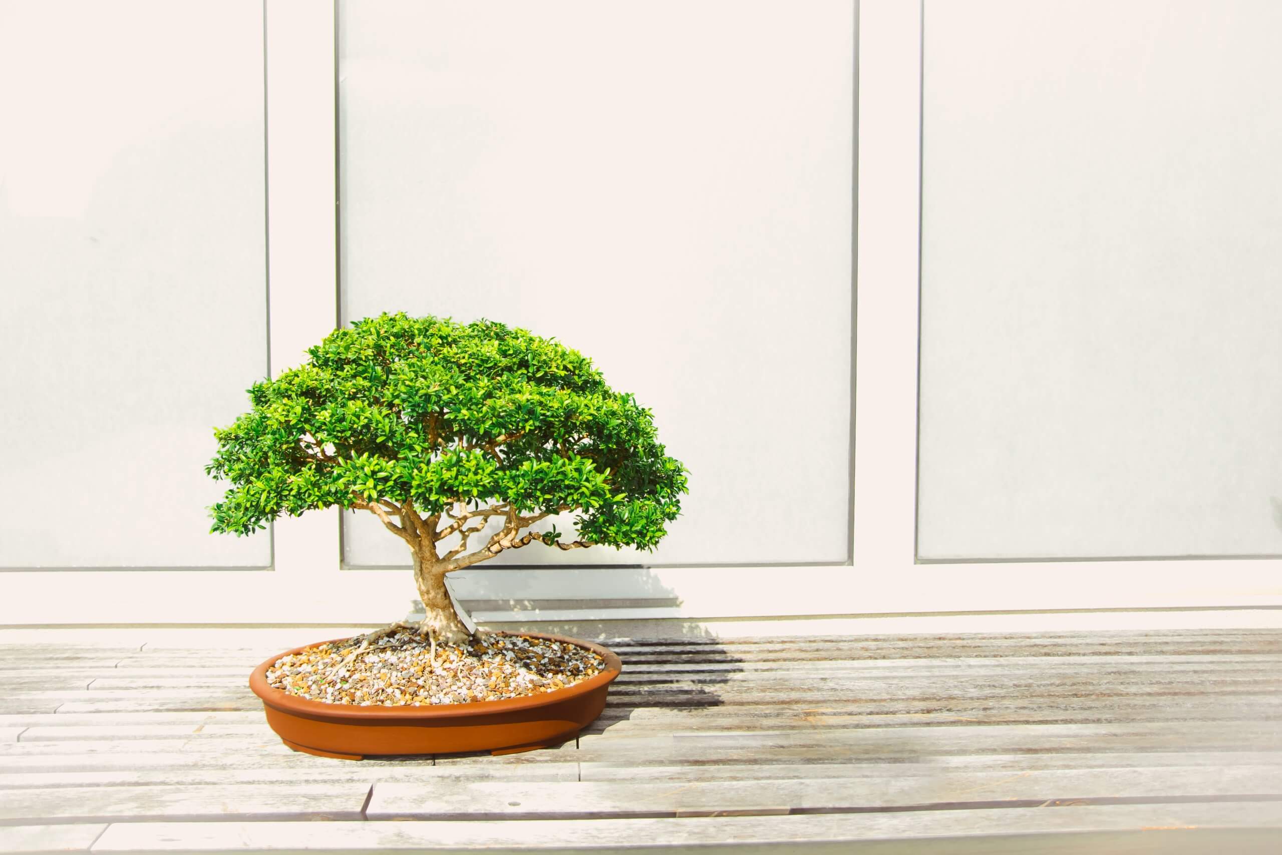 How to Make a Beautiful Cannabis Bonsai - GrowDoctor Guides