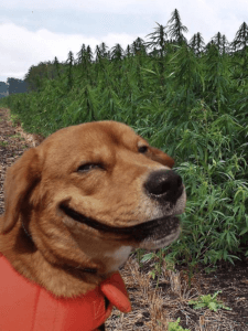 Can Pets get High