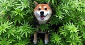 Can Pets get high