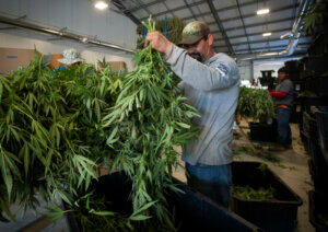 Cannabis Growers
