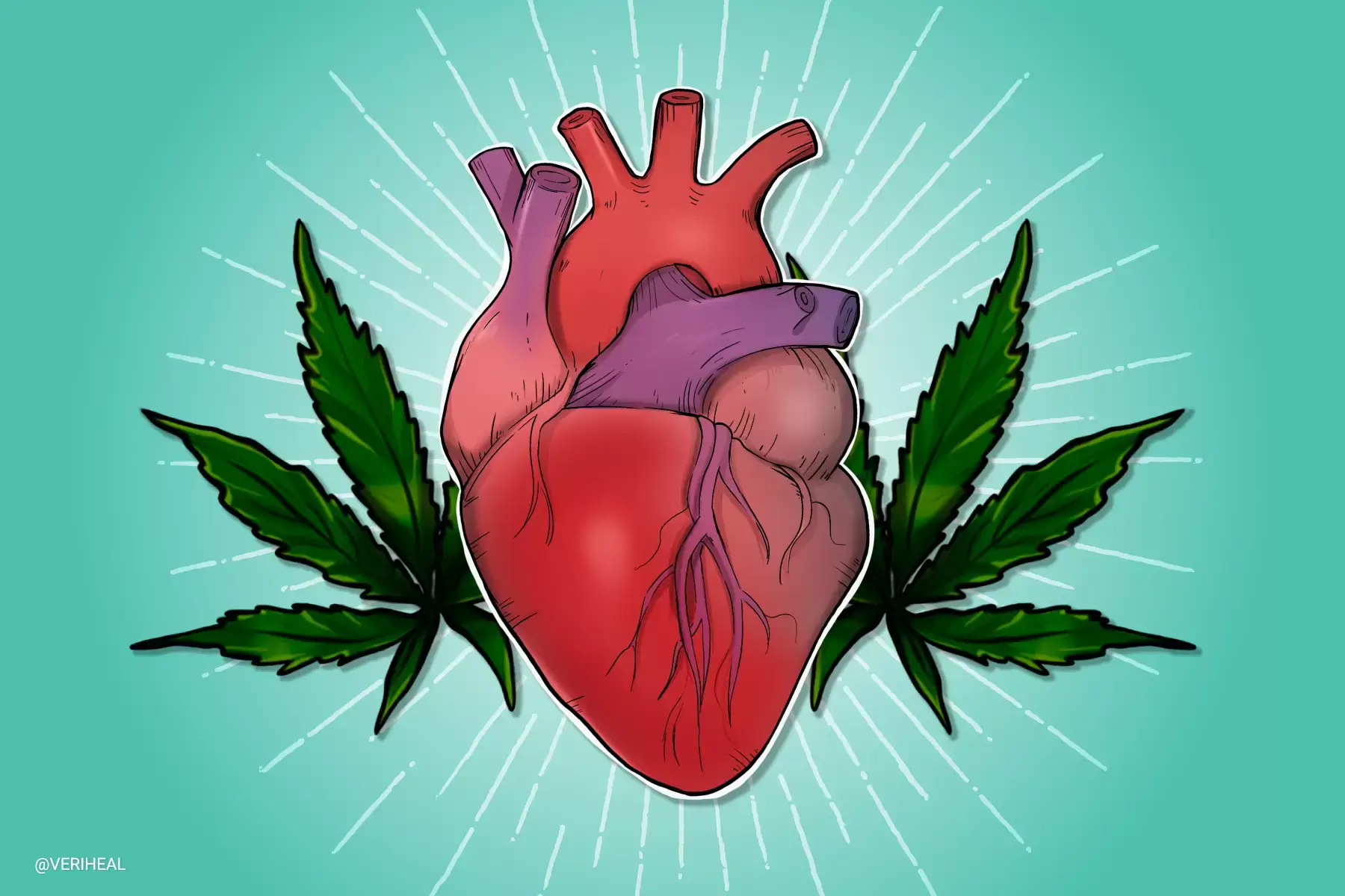 Cannabis and cardiovasular health