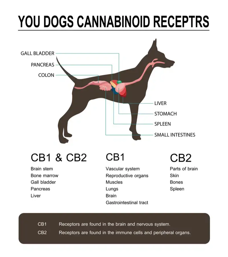 dog cannabinoid