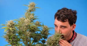 Man Smelling Terpenes On A Cannabis Plant With A Questioning Expression Md