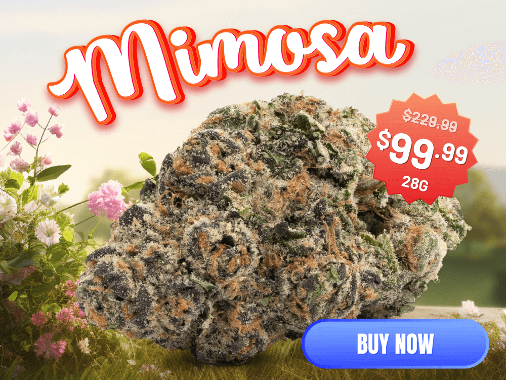 Mimosa Mob 1
