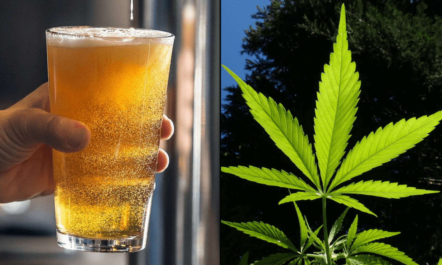 Mixing Alcohol And Cannabis : What Are The Effects? 1 Mixing Alcohol And Cannabis